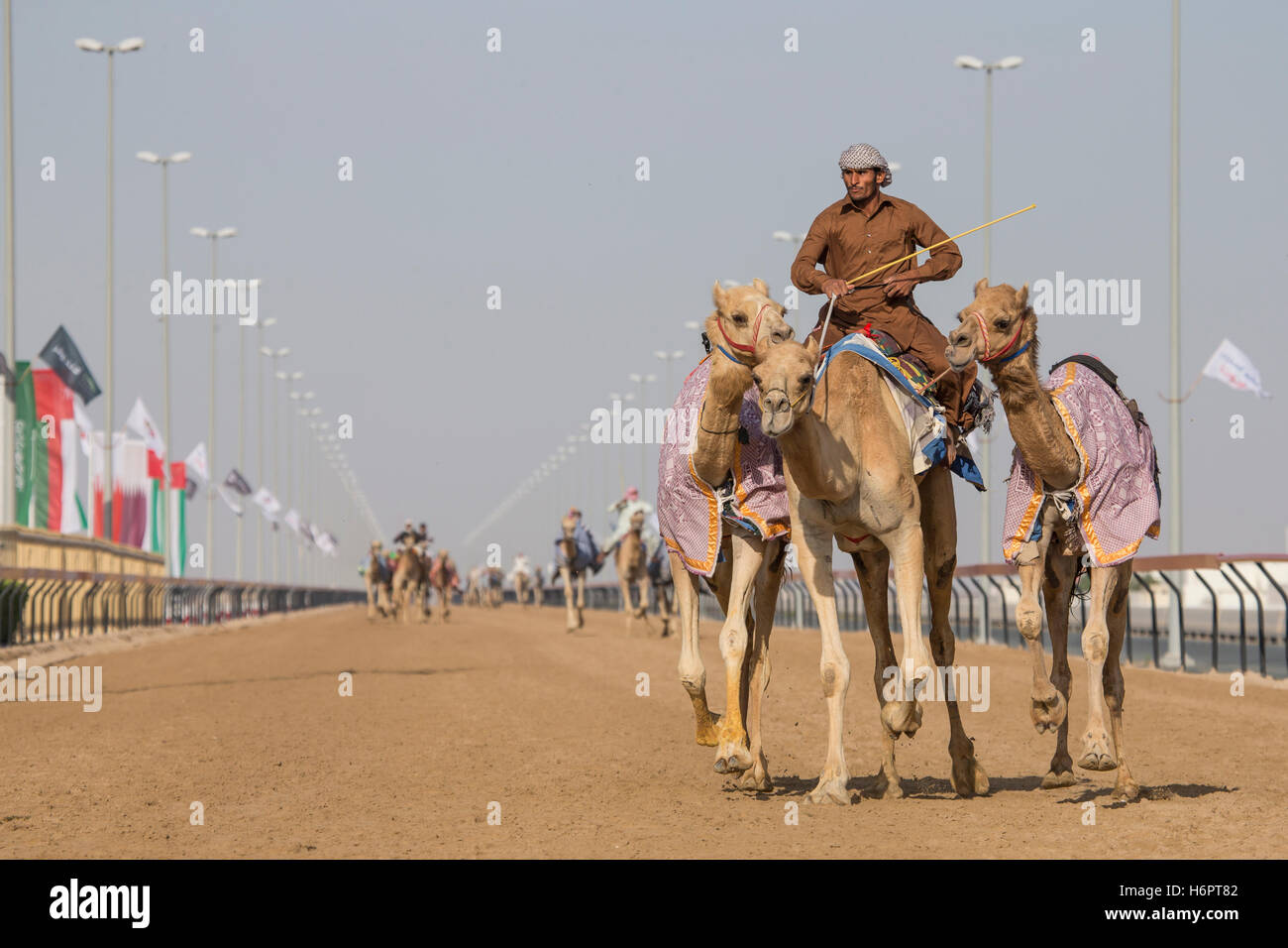 Dubai, UAE, March 24th, 2016: Man training camels in a race track near Dubai Stock Photo