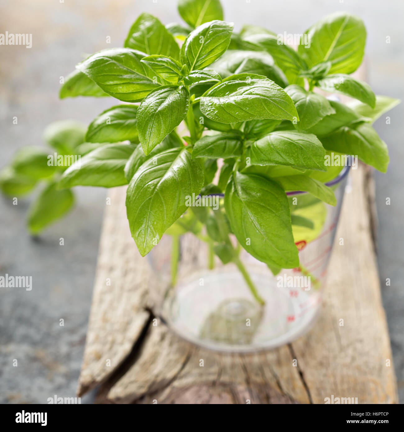 Fresh green basil in a measuring cup Stock Photo Alamy