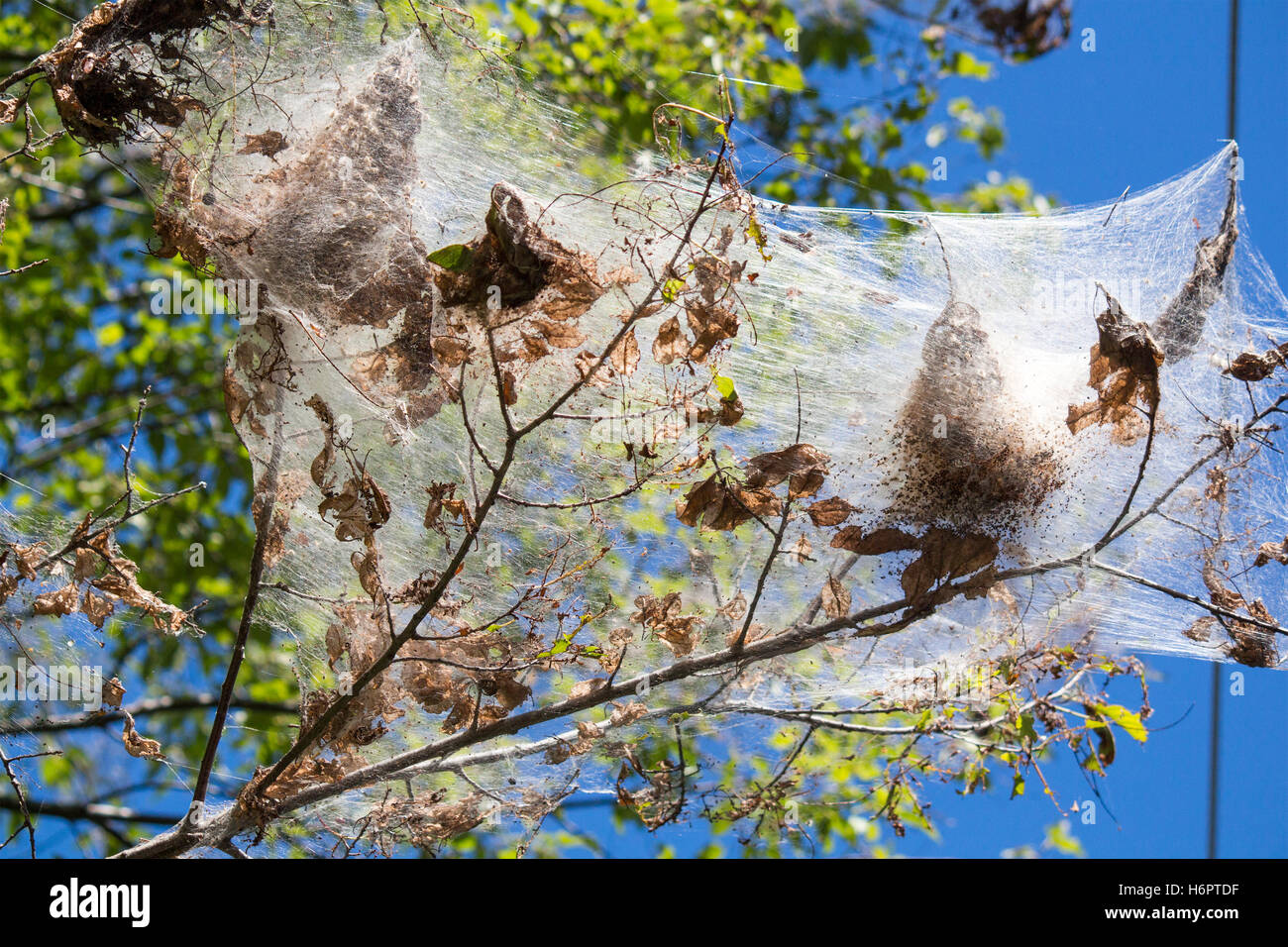 Infestation of Tent Caterpillars in tree Stock Photo