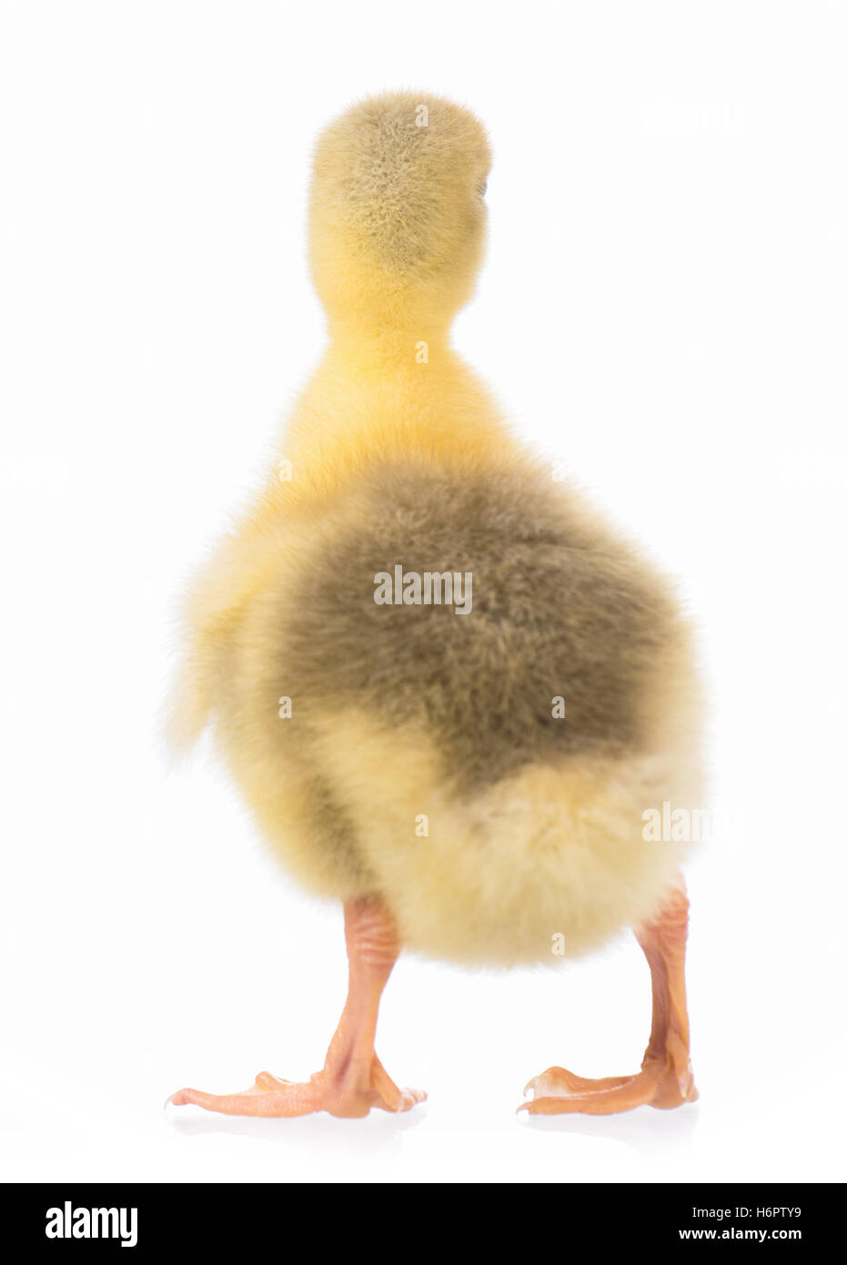 Cute newborn gosling Stock Photo