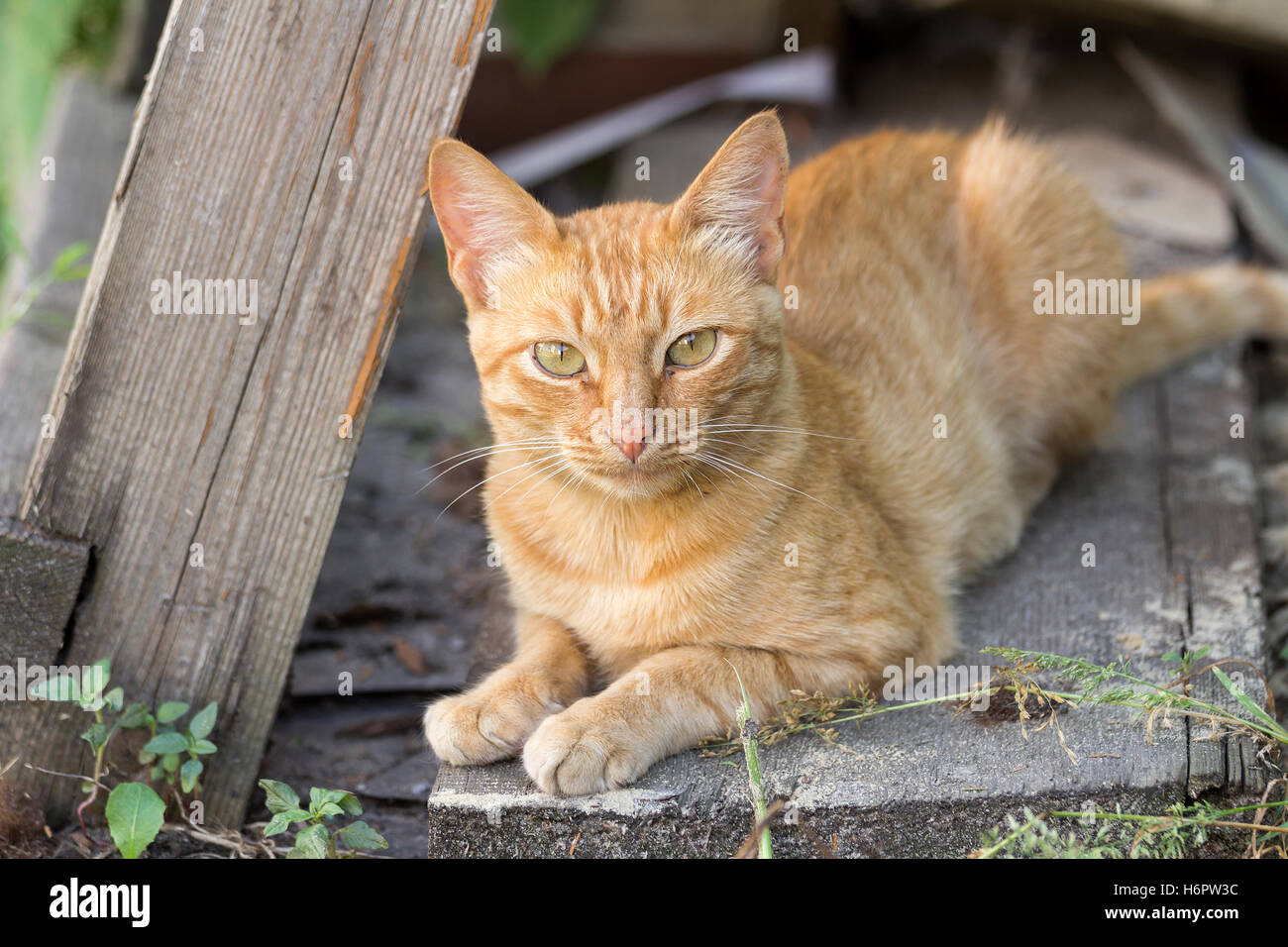 Red cat in the garden Stock Photo