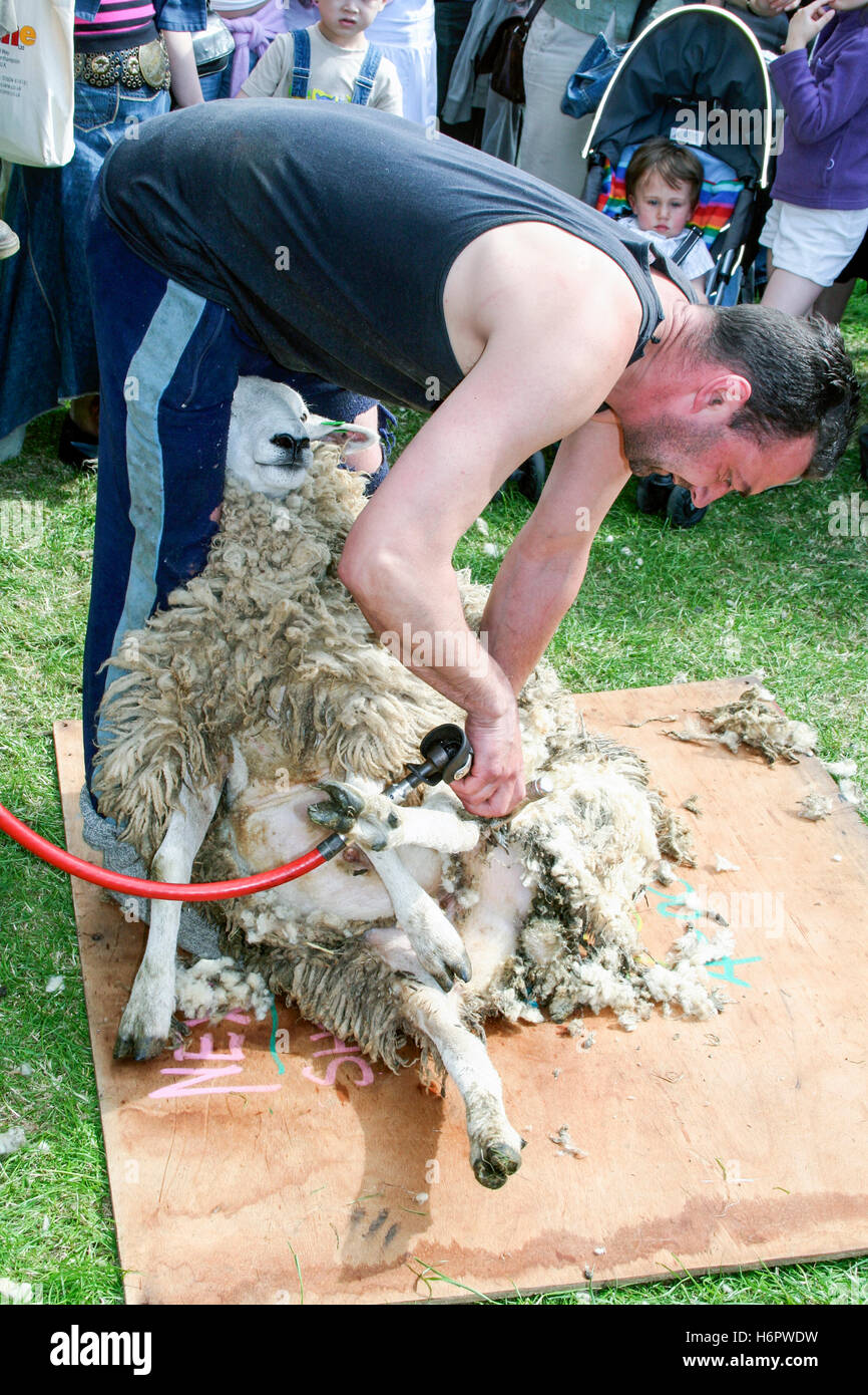 One man in a black vest shearing a sheep in a public demonstration Stock Photo