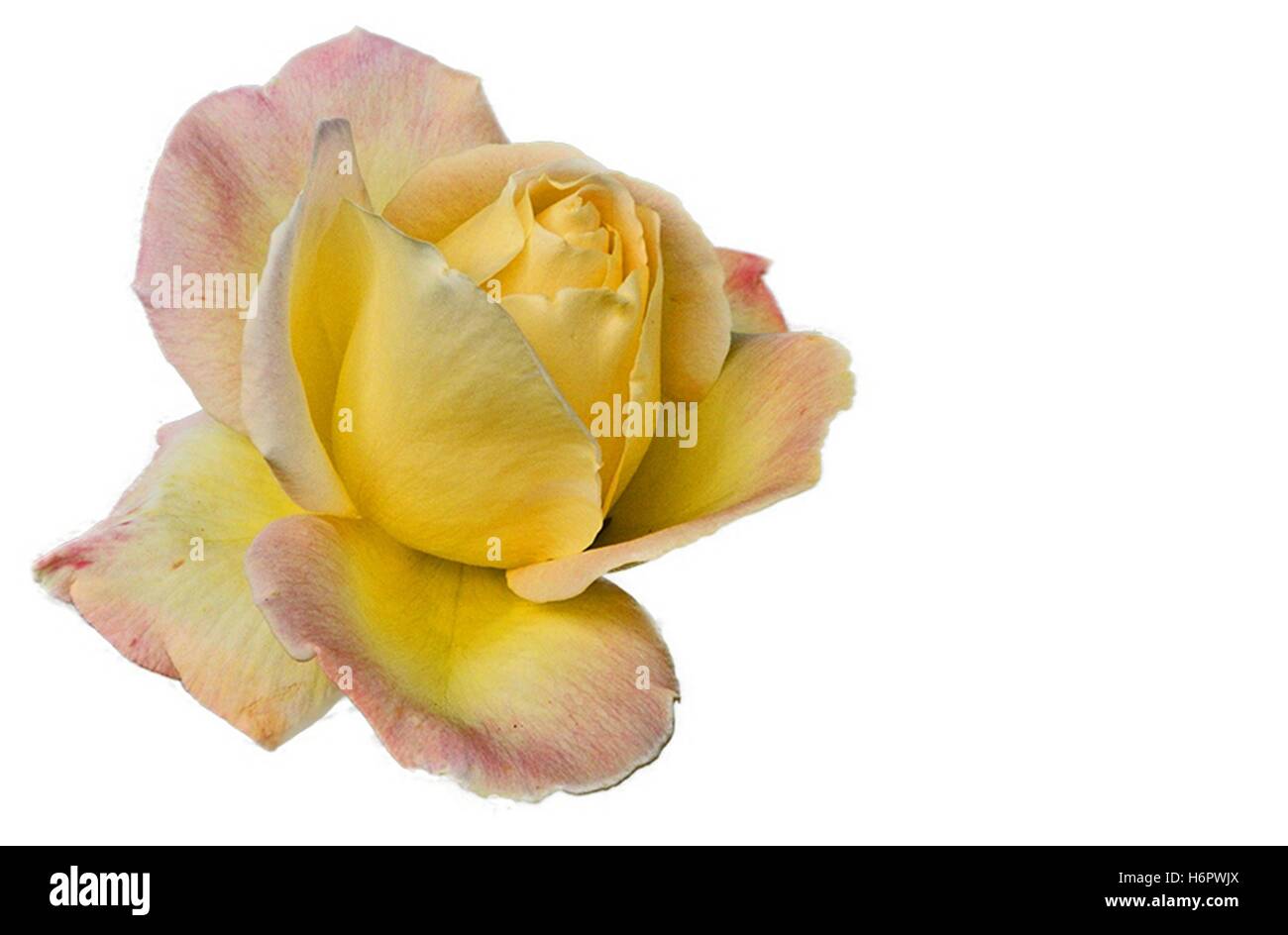 Yellow rose on a white background Stock Photo Alamy