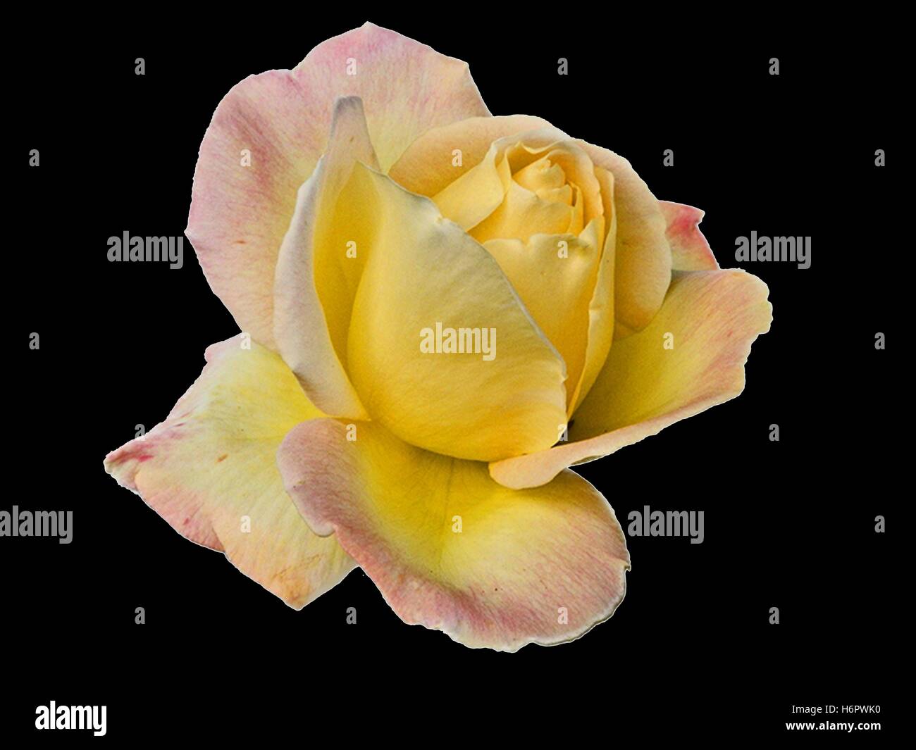 Yellow roses black background black background hires stock photography