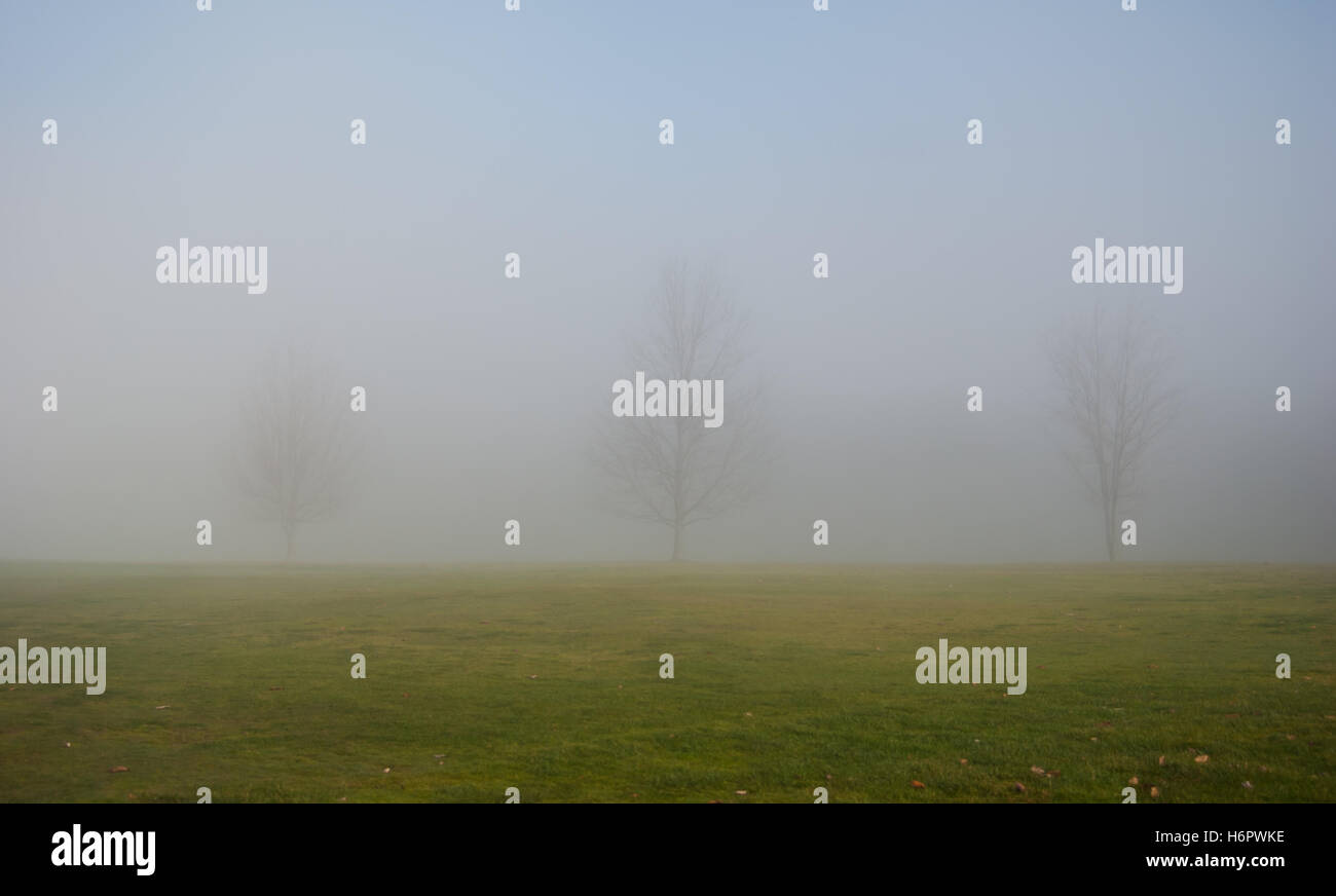 Three trees in open field in the fog Stock Photo - Alamy