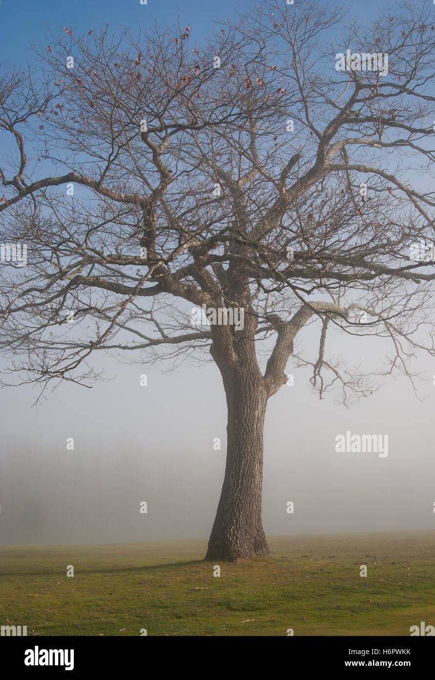 Misty fog field hi-res stock photography and images - Alamy