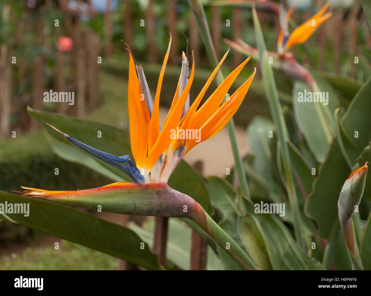 Flowers of Vietnam Stock Photo Alamy