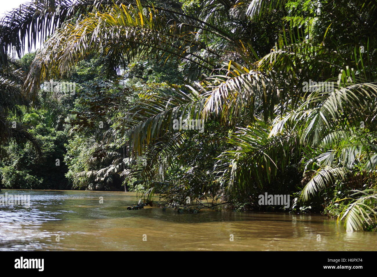Tortuguero Canals. Tortuguero National Park. Costa Rica, Limon Province, Caribbean coast Stock Photo