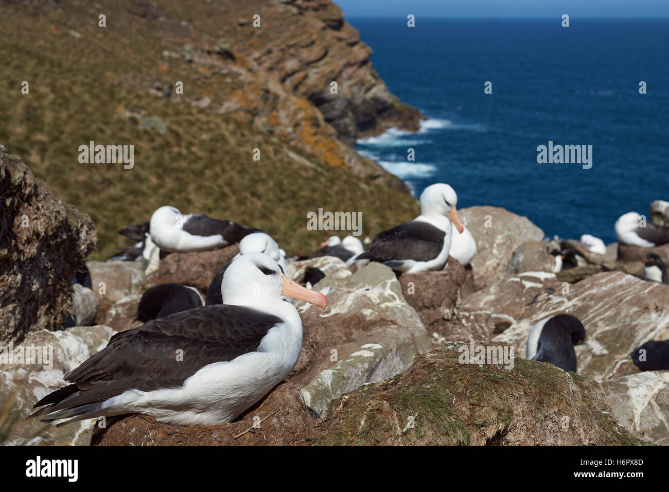 Albatross and Rockhopper Penguins nest together on the cliffs of West Point Island in the Falkland Islands. Stock Photo