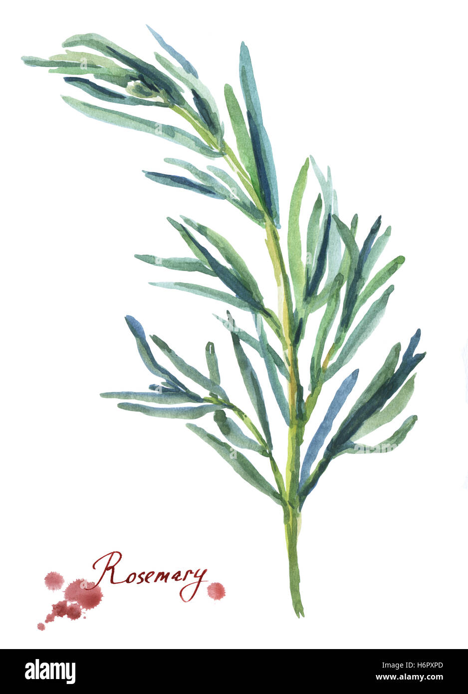 Rosemary. Hand drawn watercolor painting on white background Stock