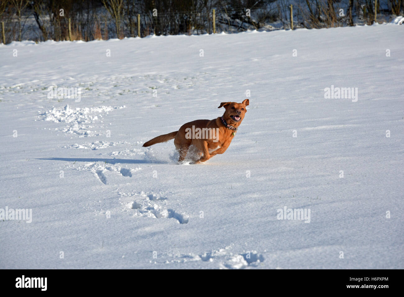 Funny snowballs hires stock photography and images Alamy