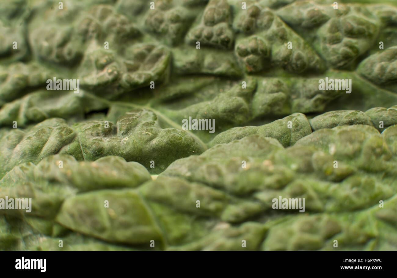 Detail of green black kale vegetable leaf selective focus Stock Photo