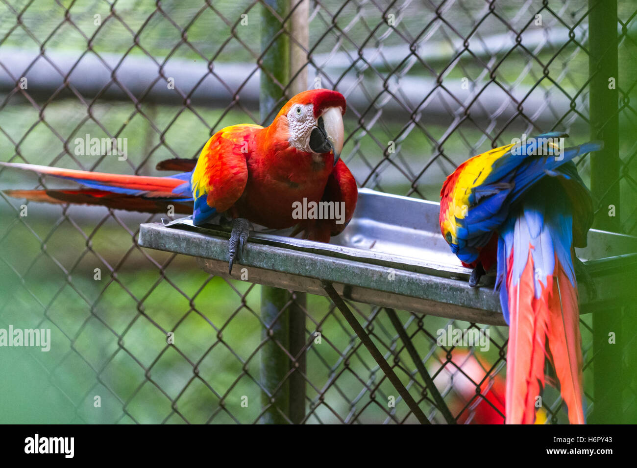Image showcasing scarlet macaws in a cage for rehabilitation and study in costa Rica ...