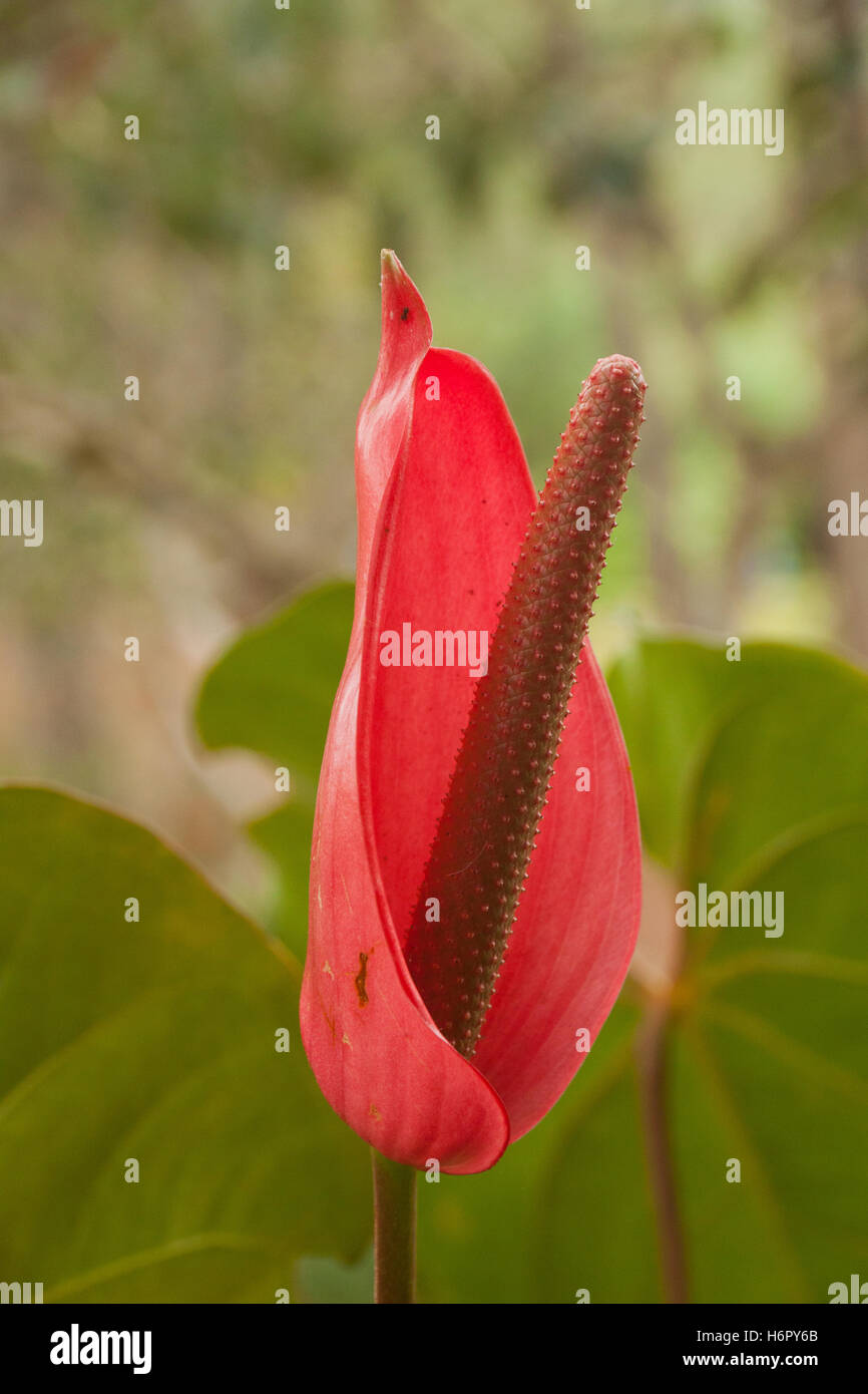 Flowers of Vietnam Stock Photo Alamy