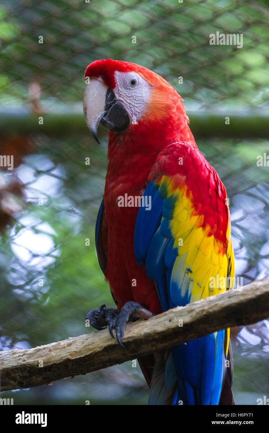scarlet macaw in a cage for rehabilitation and study in costa Rica