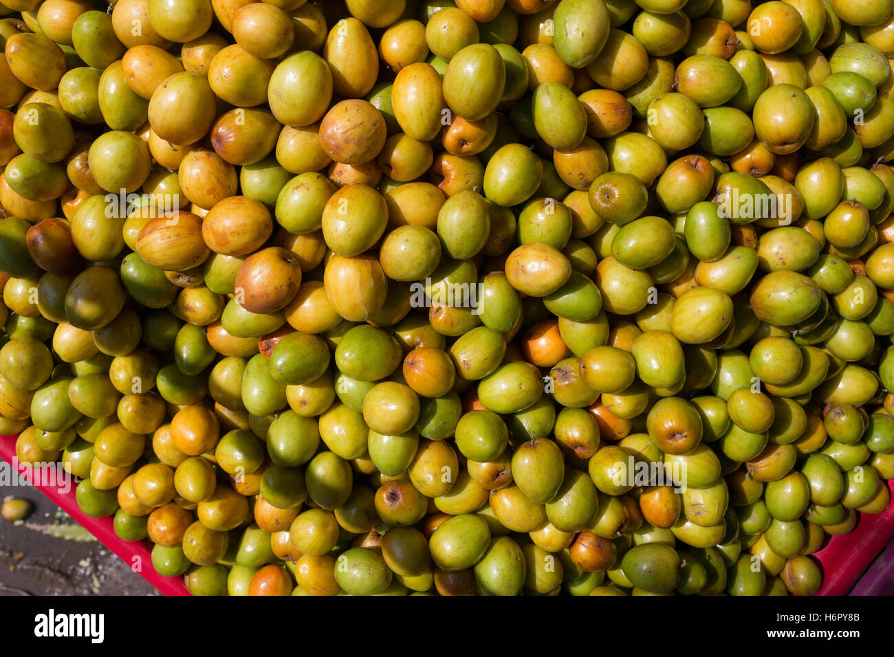 ziziphus mauritiana also known as Indian Ber Stock Photo