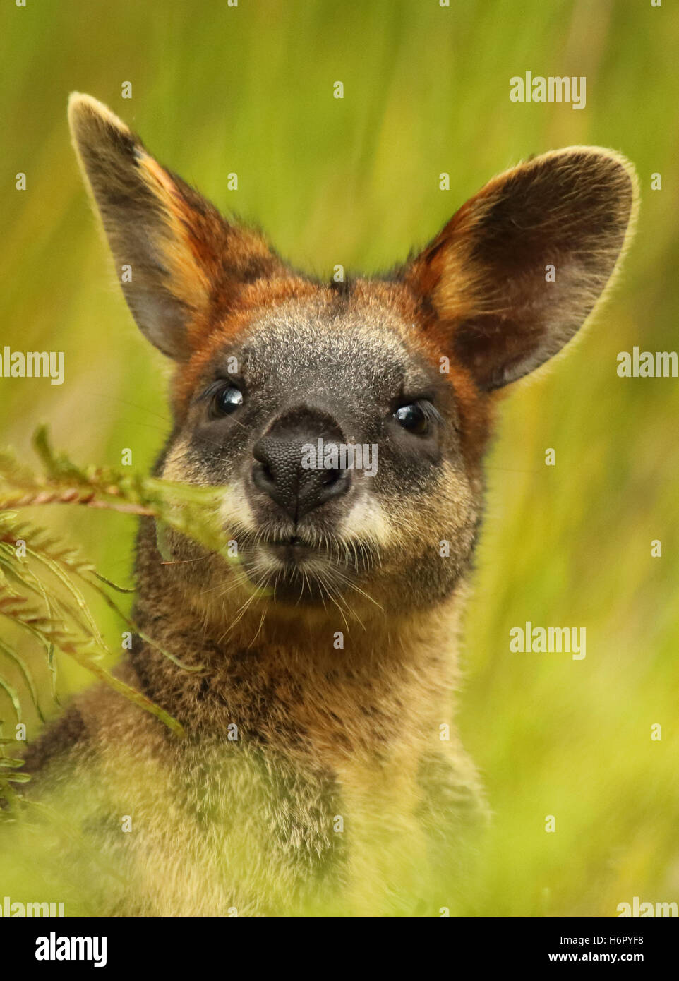 A portrait of a blackstriped Wallaby in Queensland, Australia Stock