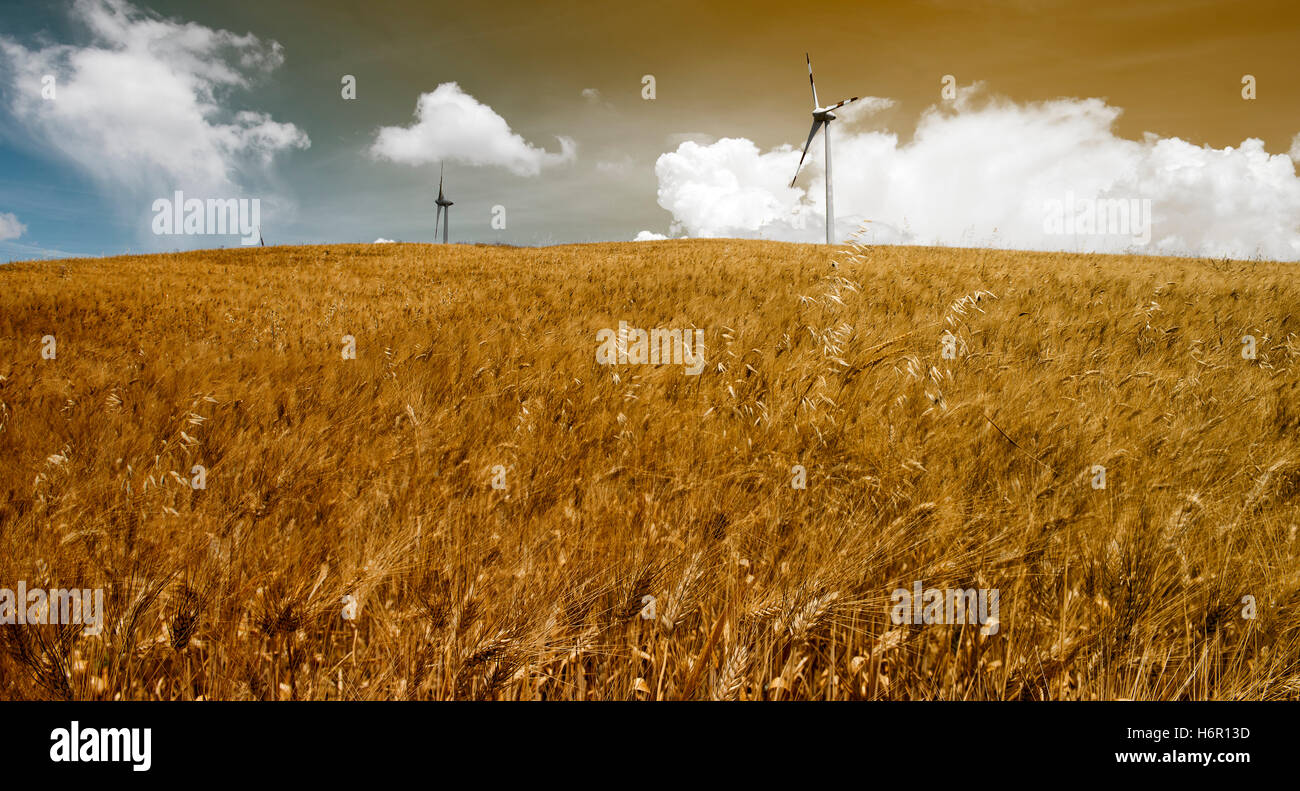 wheat field with wind turbines in a cloudy sky Stock Photo - Alamy