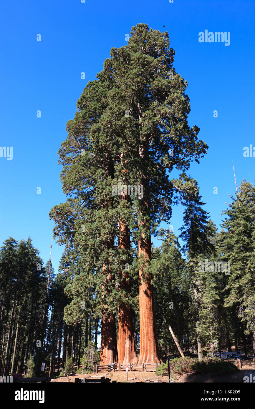 sequoia redwoods np usa Stock Photo