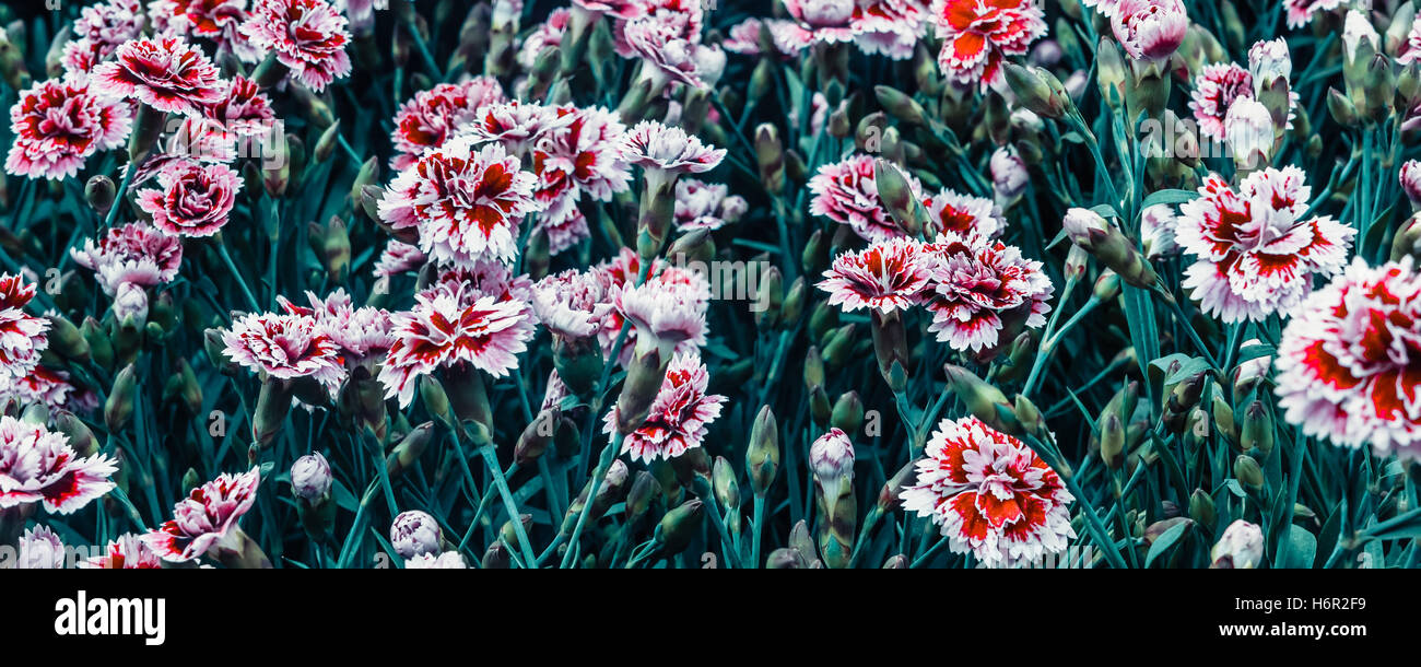 A bunch of red and white Carnations from a flower market in London with all the green stems showing. Stock Photo