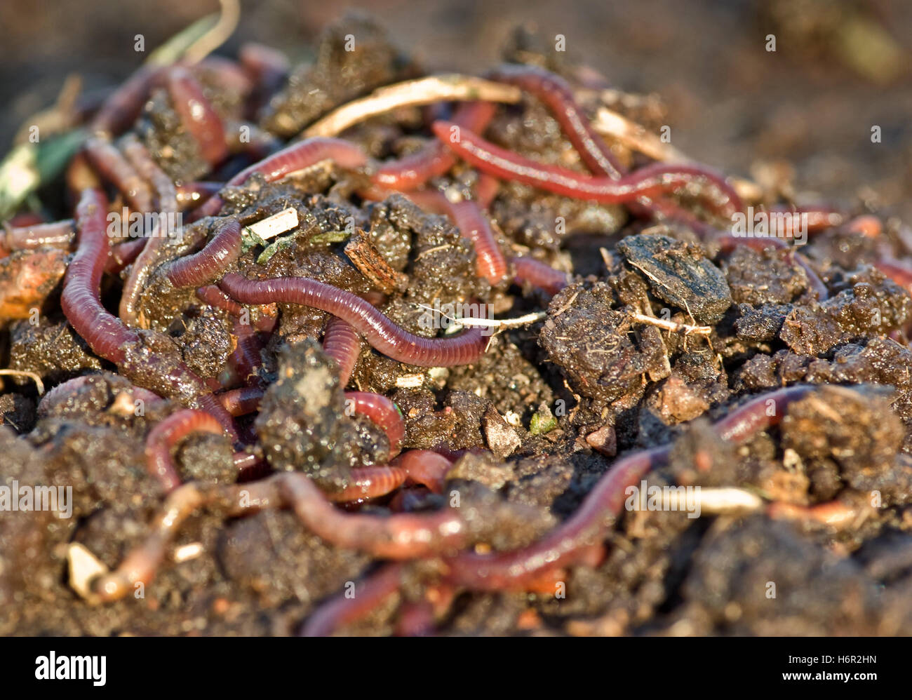 closeup garden insect ground soil earth humus animals dirt gardening