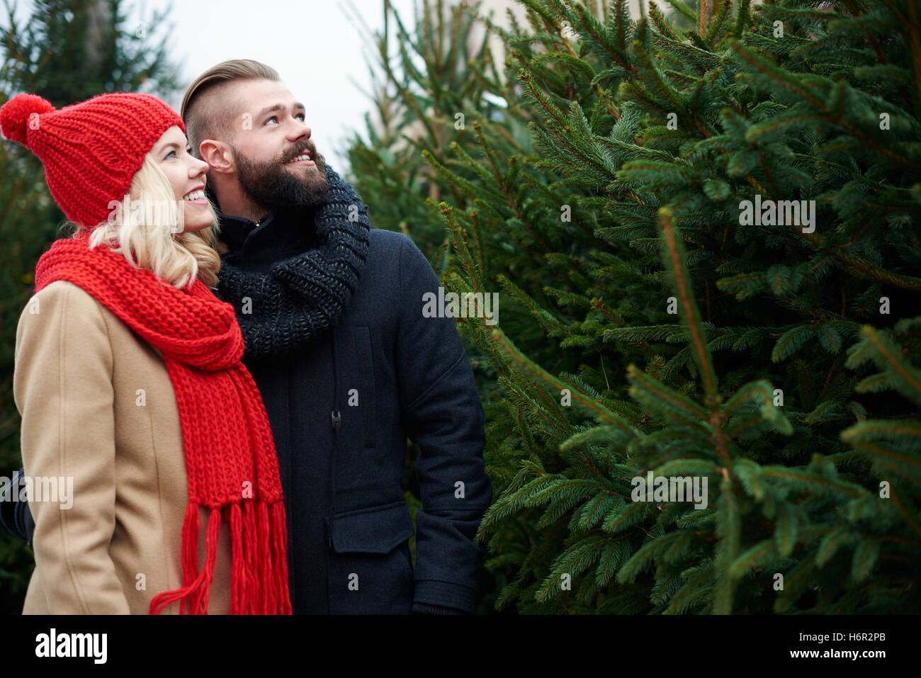 About to buy big christmas tree Stock Photo Alamy