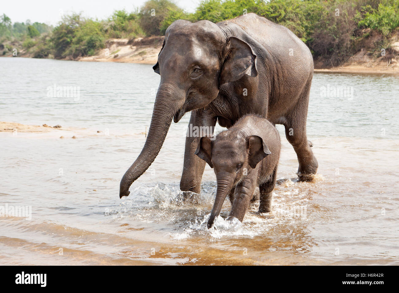 Fauna mammals hi-res stock photography and images - Alamy