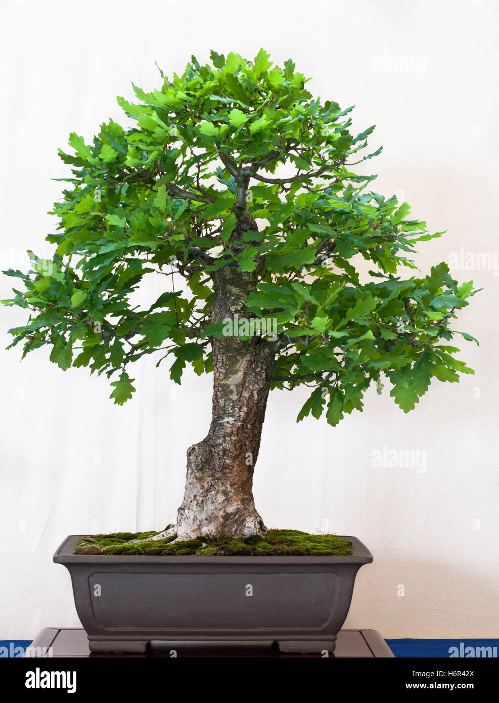 oak (quercus robur) as bonsai Stock Photo - Alamy