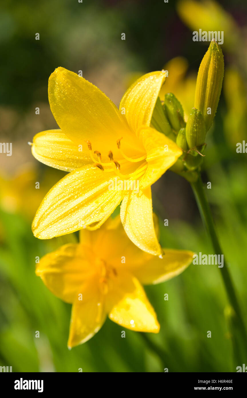 Plants and flowers hi-res stock photography and images - Alamy