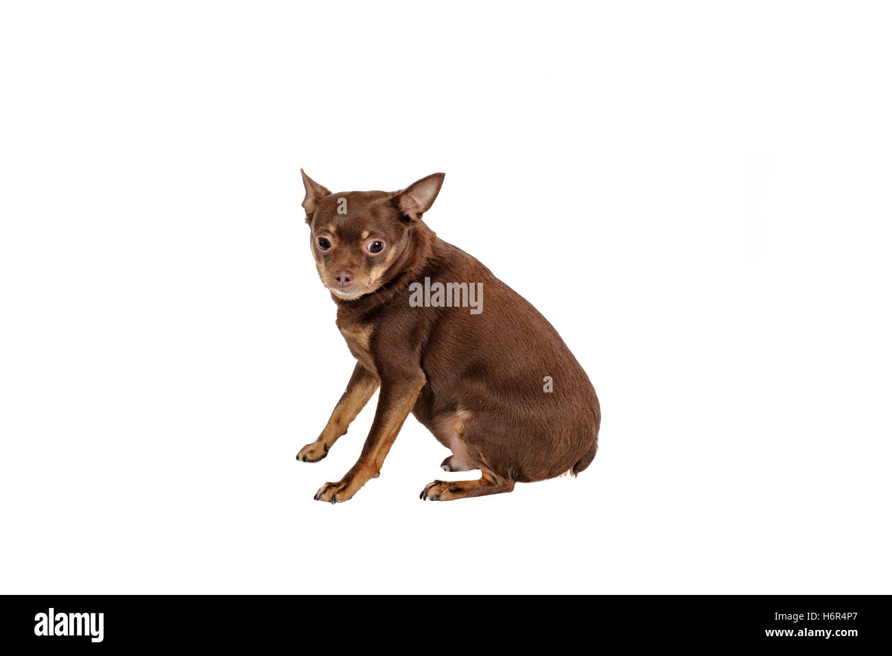 Small sad dog sitting isolated Stock Photo