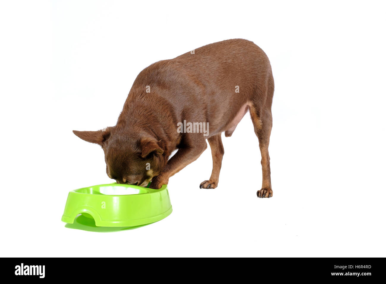 Overweight russian toy dog eating Stock Photo