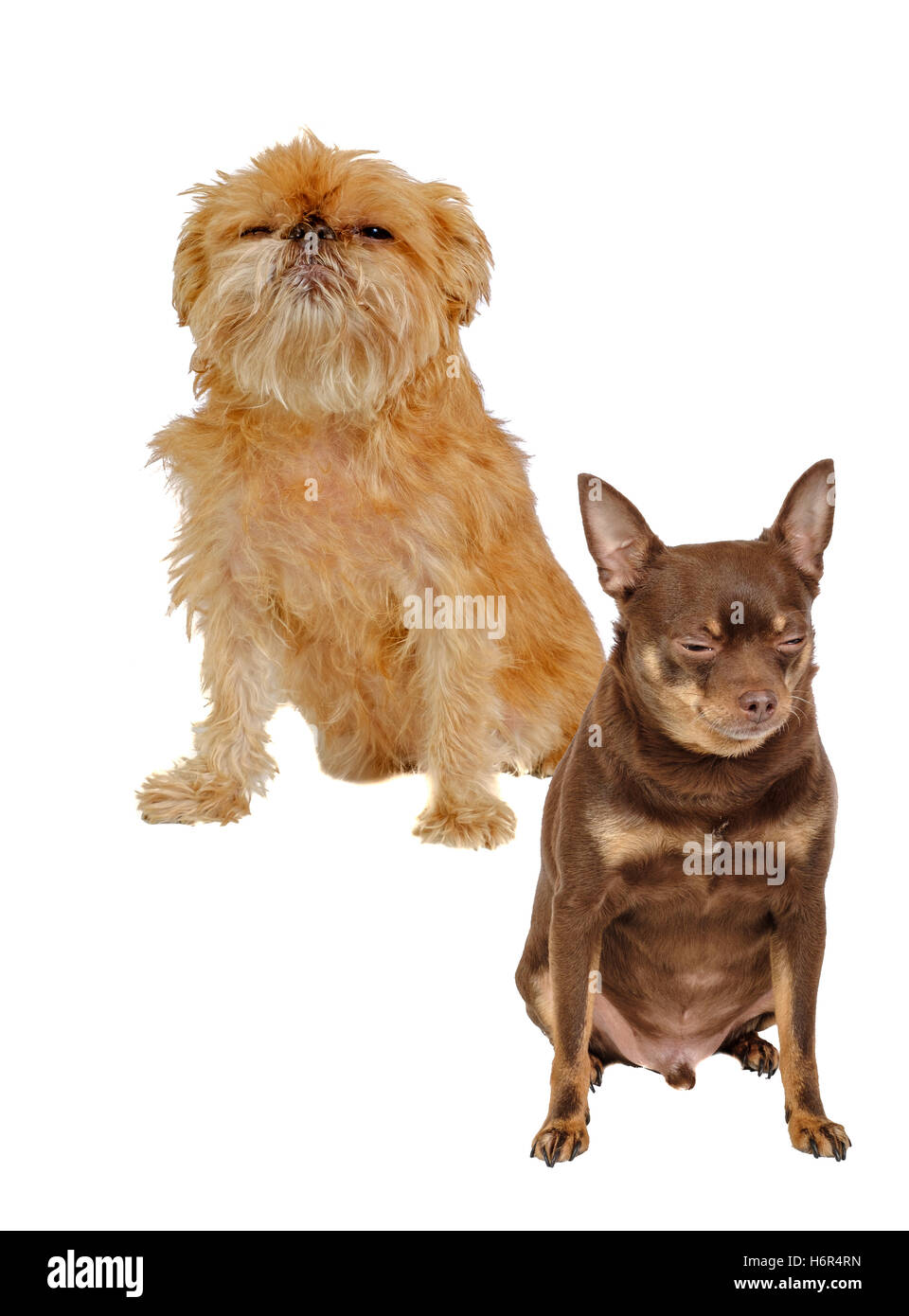 Shaggy Griffon Bruxellois and Russian Toy terrier dogs are sitting isolated Stock Photo