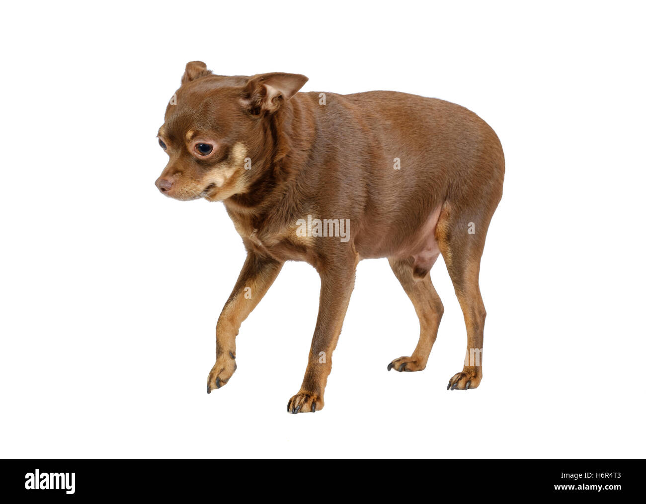 Small guilty dog isolated Stock Photo Alamy