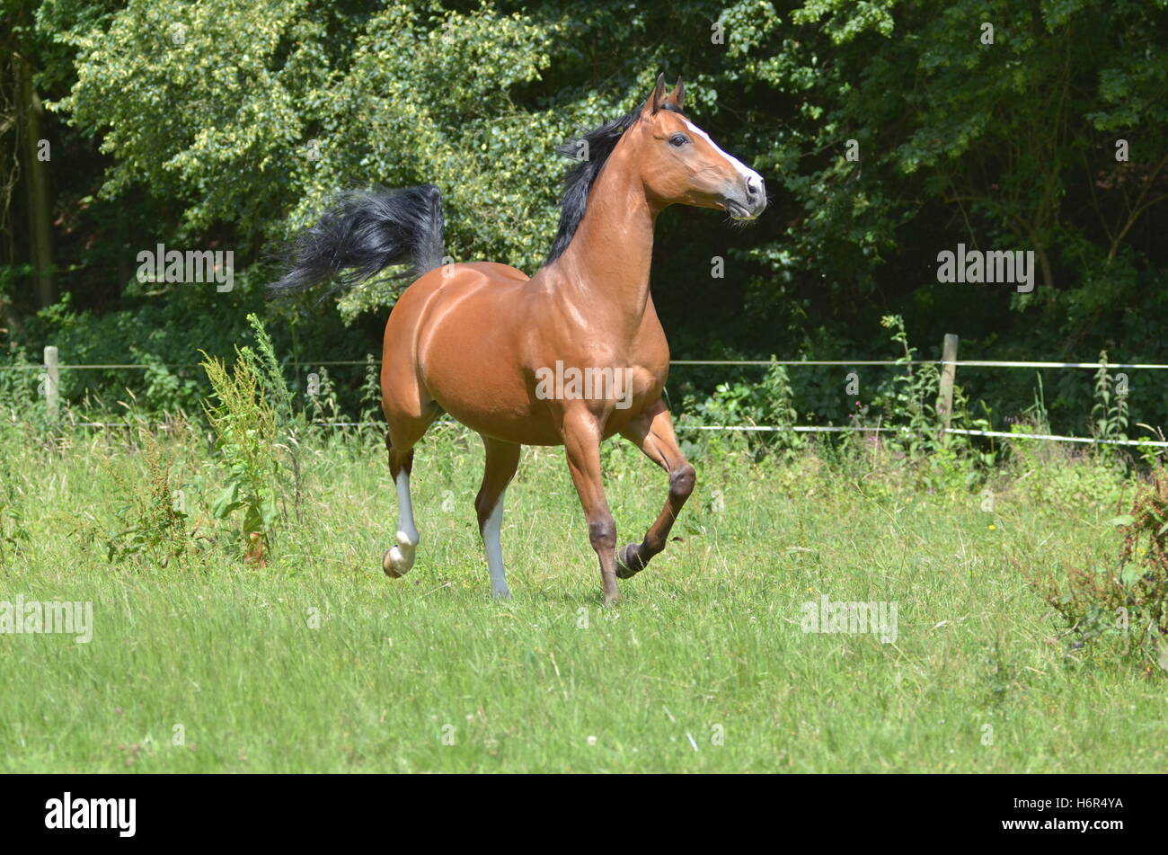 Movement of animals hires stock photography and images Alamy