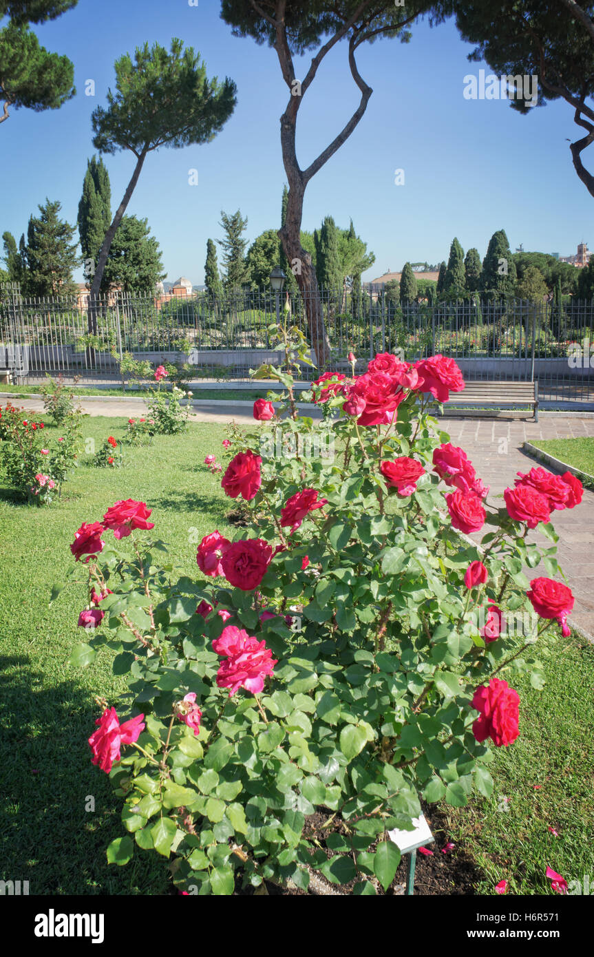 Municipal Rose Garden in Rome Italy Stock Photo