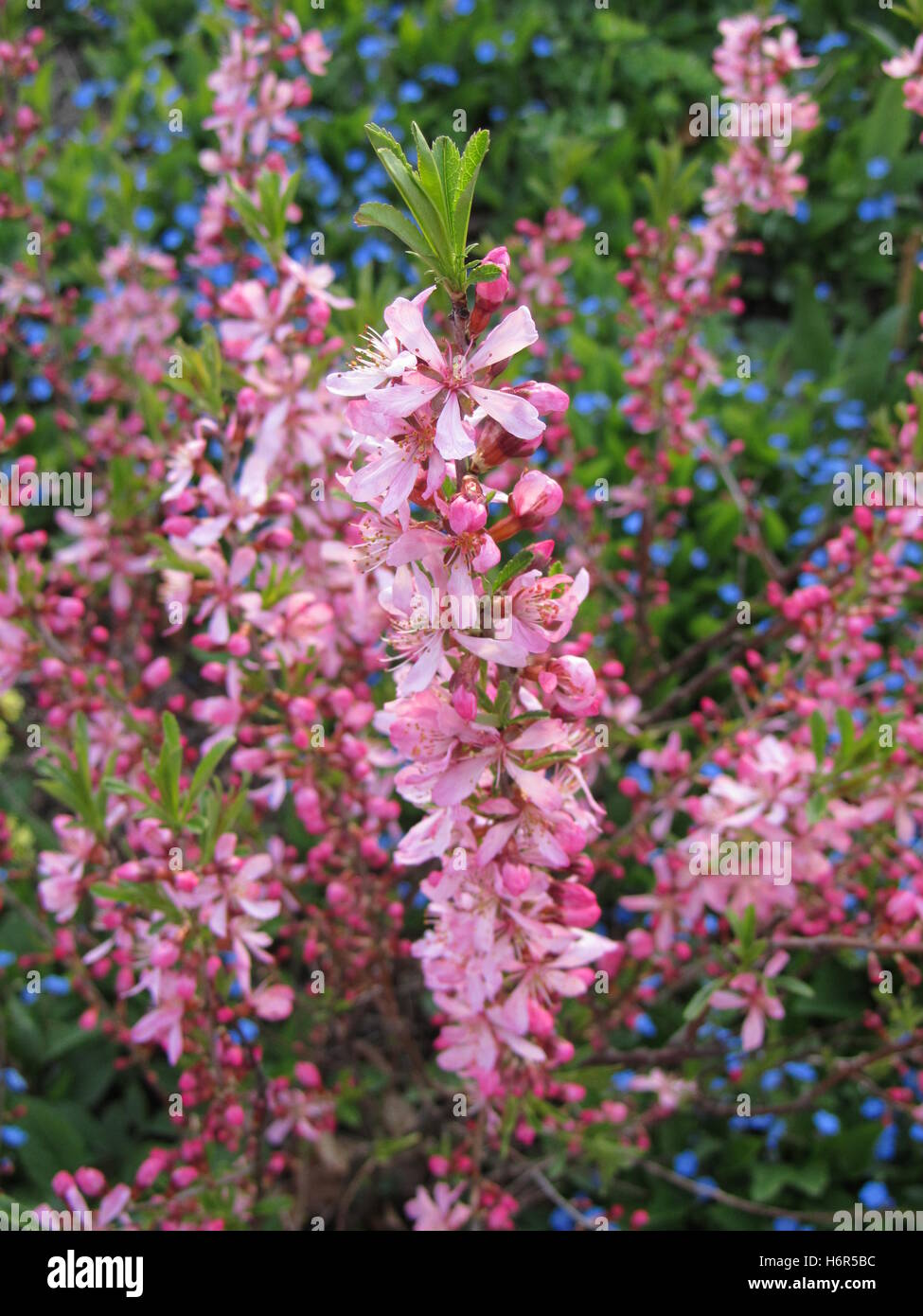 plants flowers Stock Photo