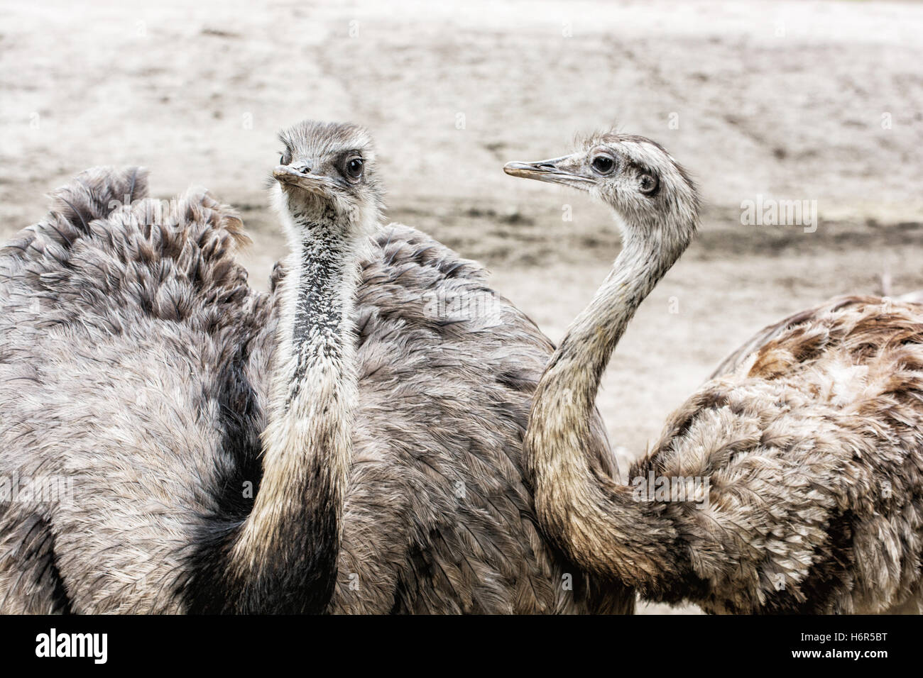 Pair of Emu birds - Dromaius novaehollandiae. Emu is the second-largest living bird by height, after its ratite relative Stock Photo
