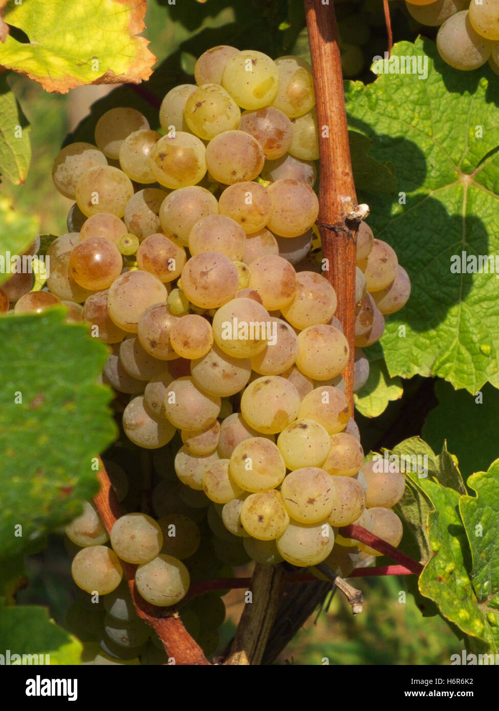 Ripened grapes hi-res stock photography and images - Alamy