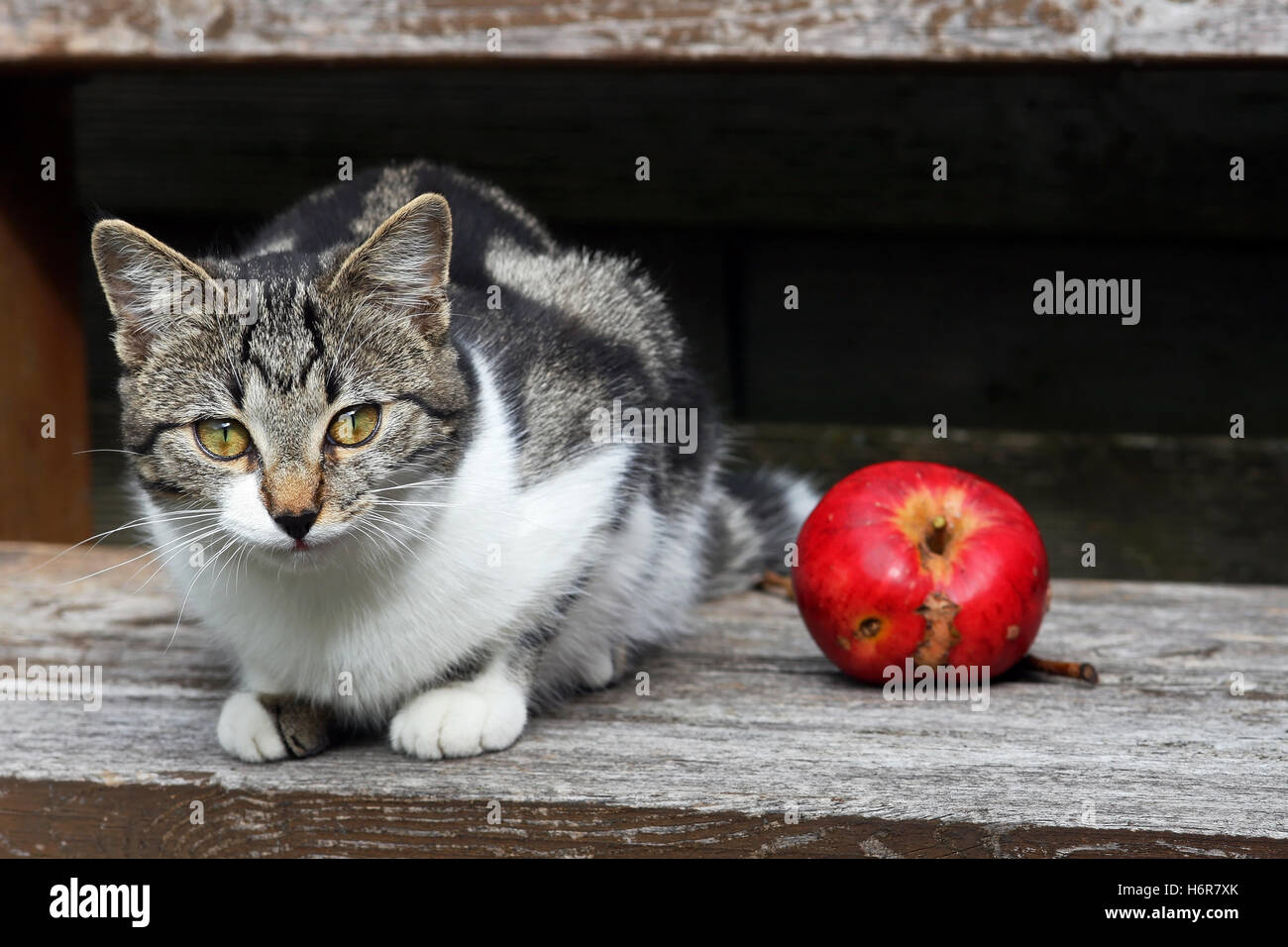 home animals Stock Photo