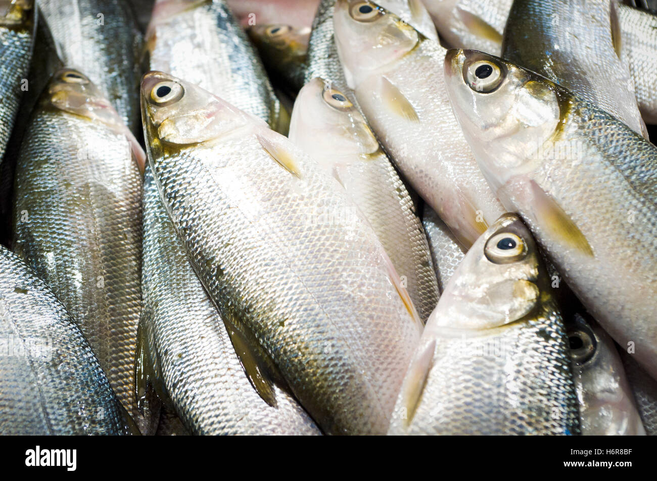 Milk fish philippines hi-res stock photography and images - Alamy