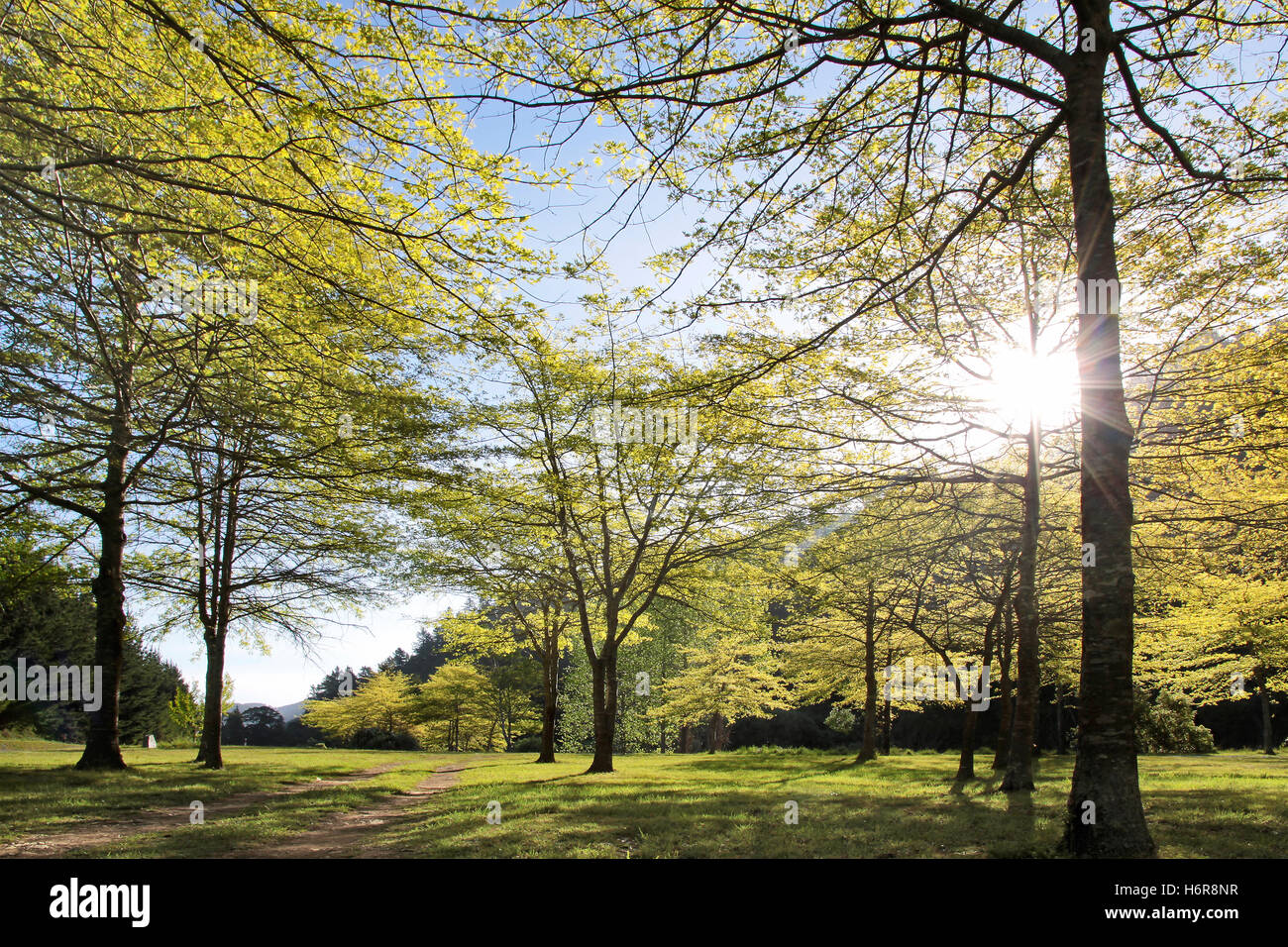 trees forests Stock Photo