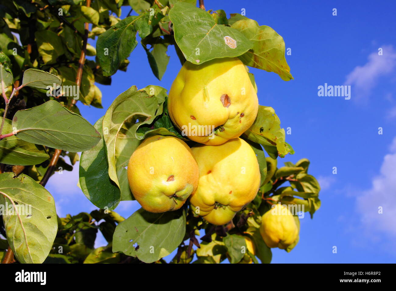 pears quinces Stock Photo