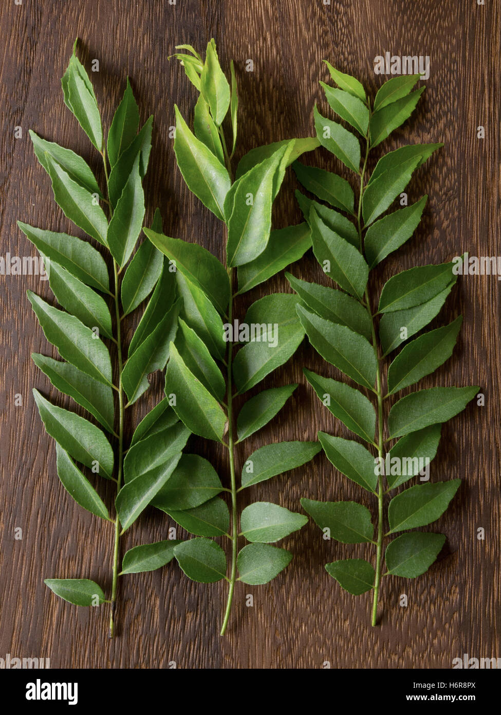 spice leaves aromatic curry ingredient indian herbs foliage food aliment leaf spice colour closeup leaves aromatic kitchen Stock Photo