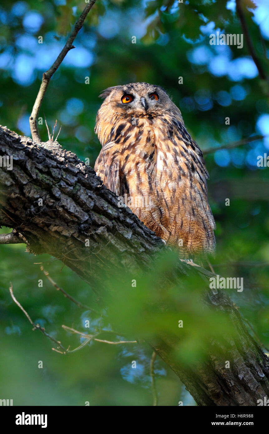 Bubu bubu hi-res stock photography and images - Alamy