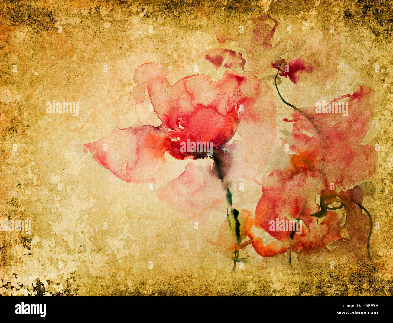 Parchment Colour Roses Parchment Rose High Resolution Stock Photography and Images - Alamy