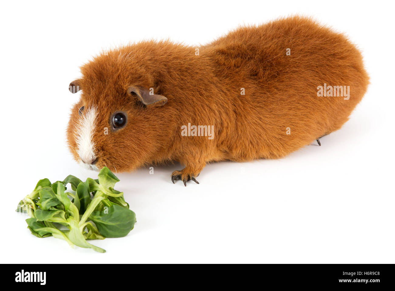 guinea pig with salad Stock Photo Alamy