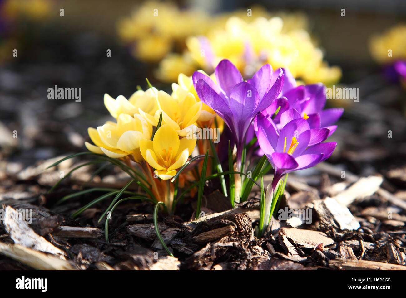Closeup plants hi-res stock photography and images - Alamy