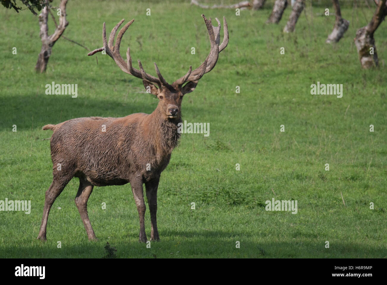 wild deer hunting chase nature hart stag animal wild animals male masculine horns deer deer stag glade meadow grass lawn green Stock Photo