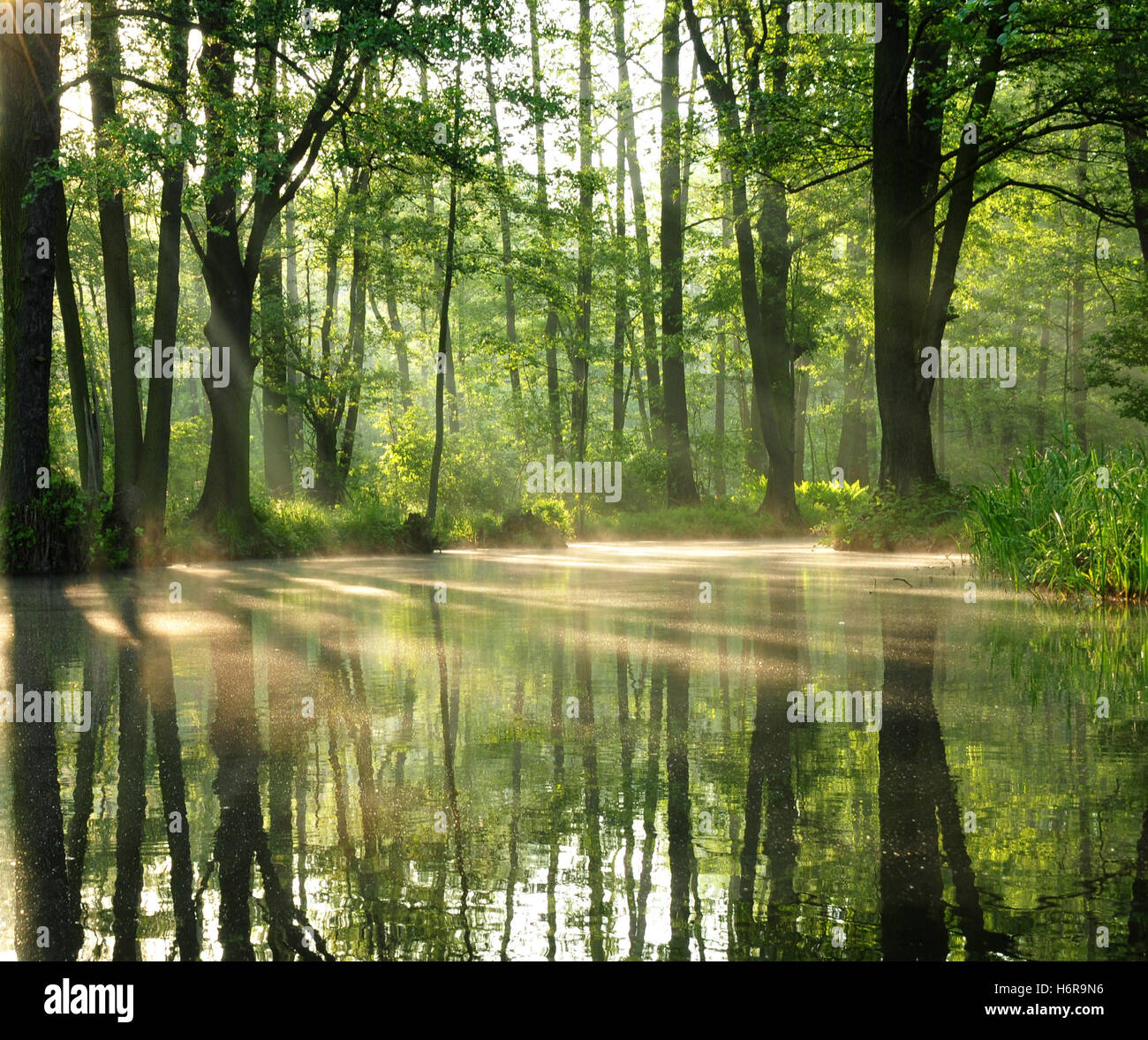 Morning mood hi-res stock photography and images - Alamy