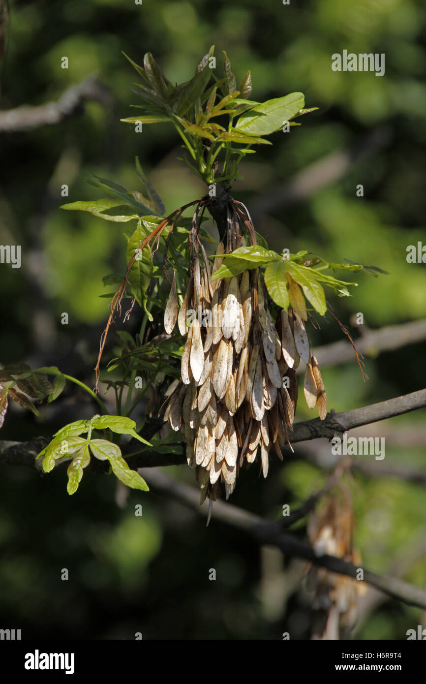 tree sperm ash tree leaves deciduous tree sperm ash foliage gemeine